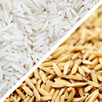 Paddy/Rice