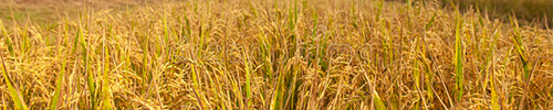 Raw Paddy