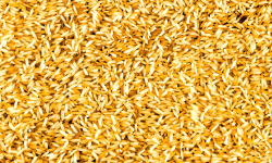 Yellow Rice